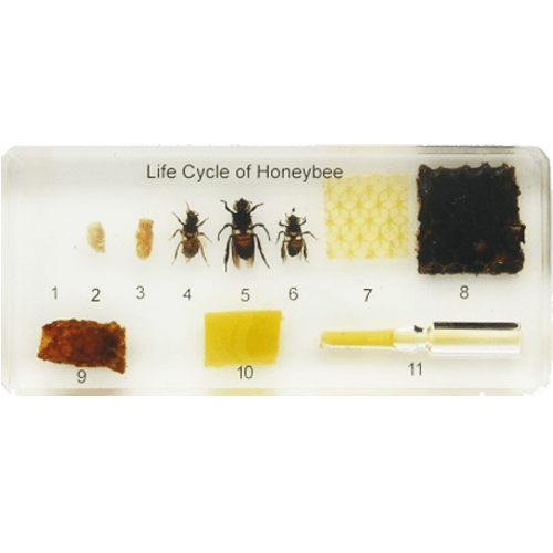 Life Cycle Of A Honey Bee Edible Insects