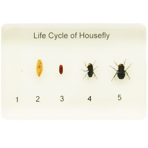 house fly eggs