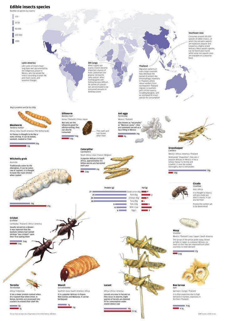 edible-insect-nutrition-information