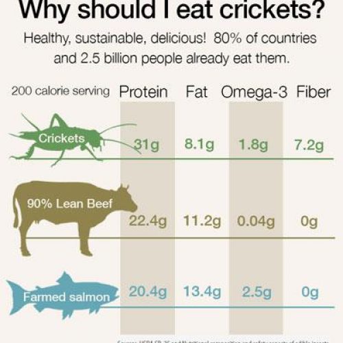 Edible Insect Nutrition Information