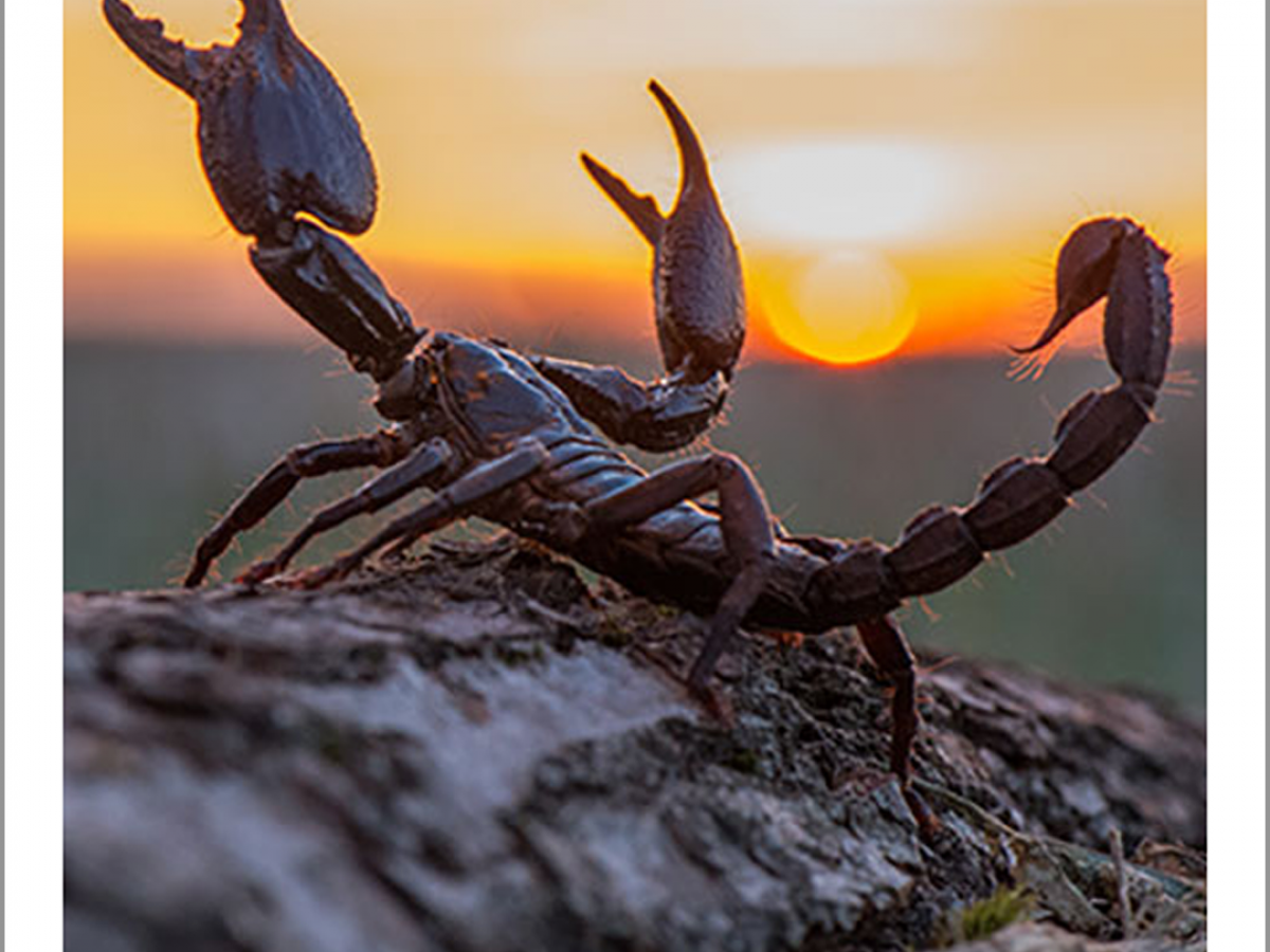 When it comes to scorpions, it's the small ones you need to watch out for, Science