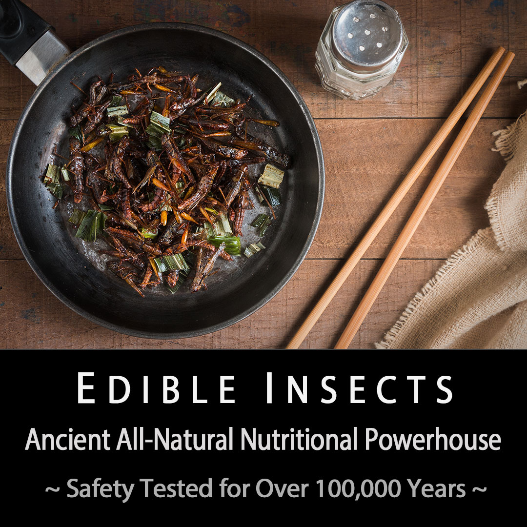 Roasted Cricket Sample Packs | EntoMarket | Edible Insects